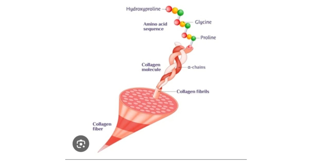 Collagen Fiber